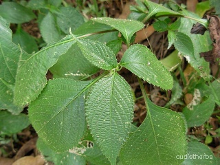 Strobilanthes callosus leaf7.JPG
